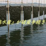 海苔養殖場の風景、竹の支柱に干された海苔が並ぶ静かな海面